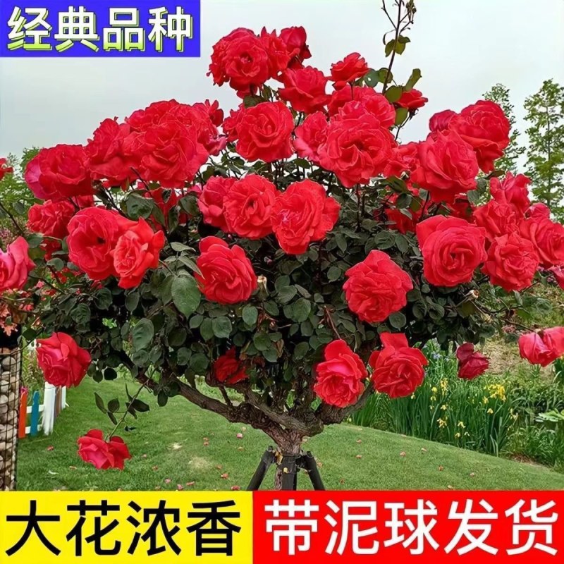 树桩月季国月欧月特大花四季开花庭院阳台高杆棒棒糖月季