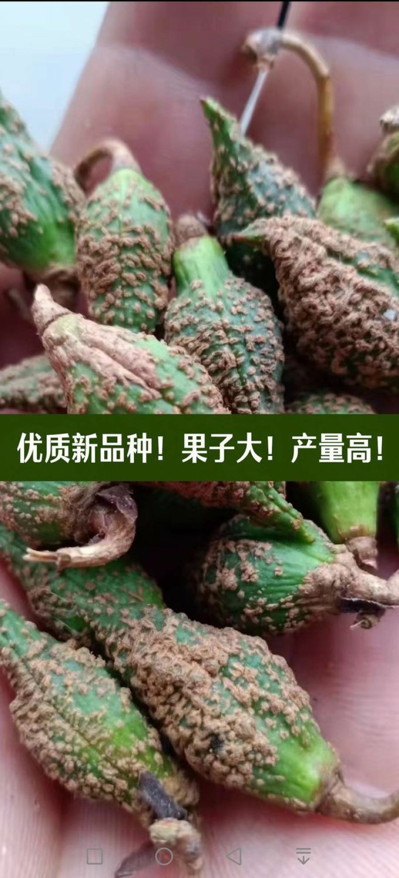 科研3号5号连翘苗高产药用连翘树苗大果四季种植树苗