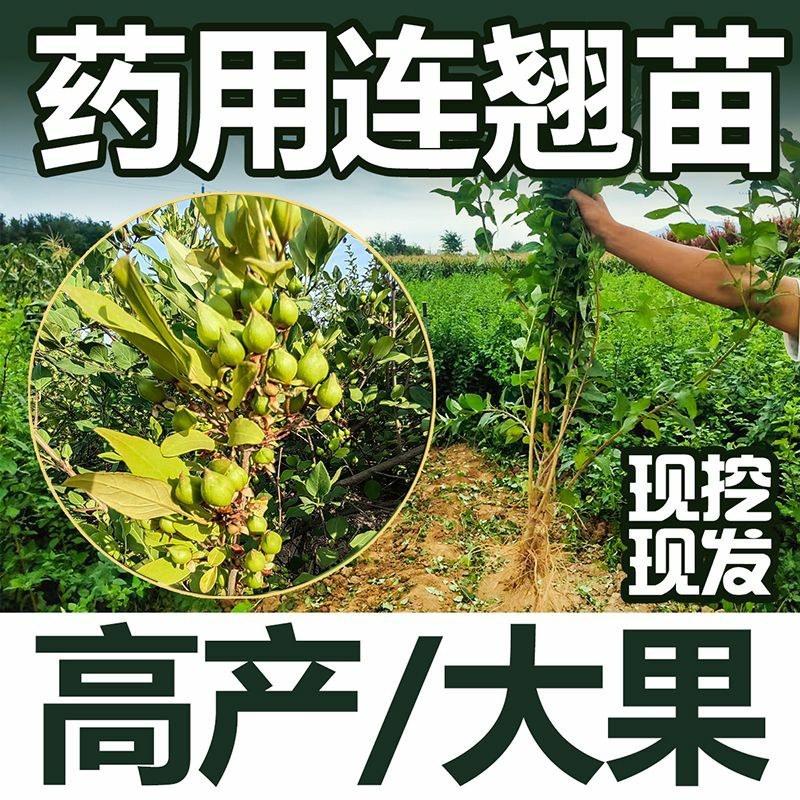 科研3号5号连翘苗高产药用连翘树苗大果四季种植树苗