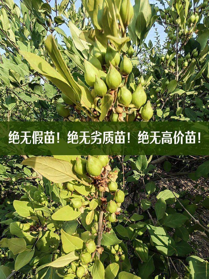 科研3号5号连翘苗高产药用连翘树苗大果四季种植树苗