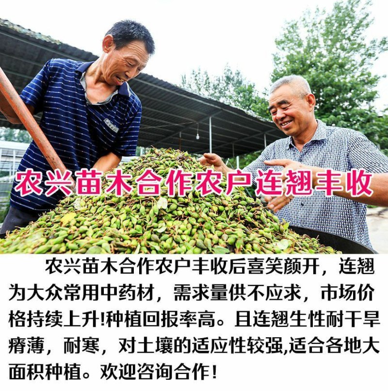 科研3号5号连翘苗高产药用连翘树苗大果四季种植树苗