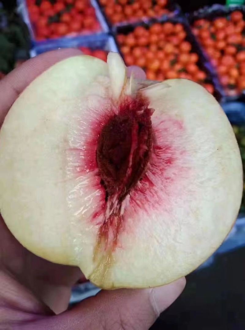 精选鹰嘴桃果树苗嫁接桃树苗三月桃脆桃大苗桃花盆栽地栽南方种植