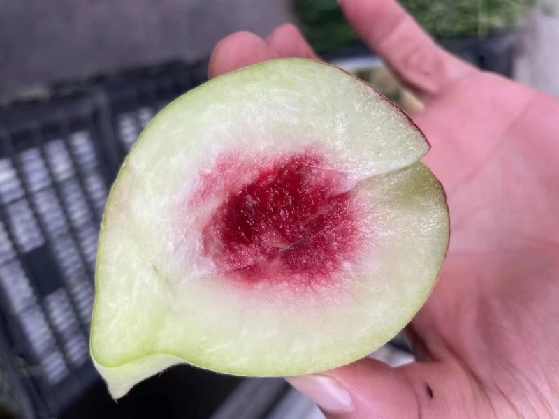 精选鹰嘴桃果树苗嫁接桃树苗三月桃脆桃大苗桃花盆栽地栽南方种植