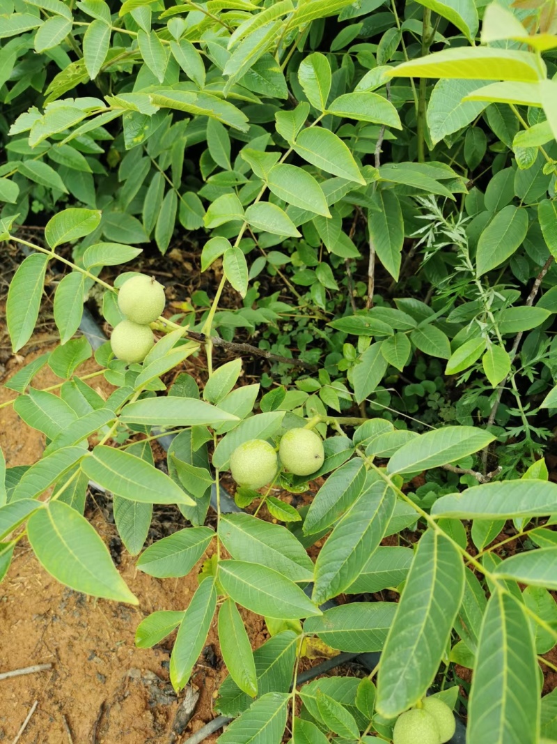 嫁接核桃树苗果树苗南北方种植山核桃苗8518地栽薄壳纸皮