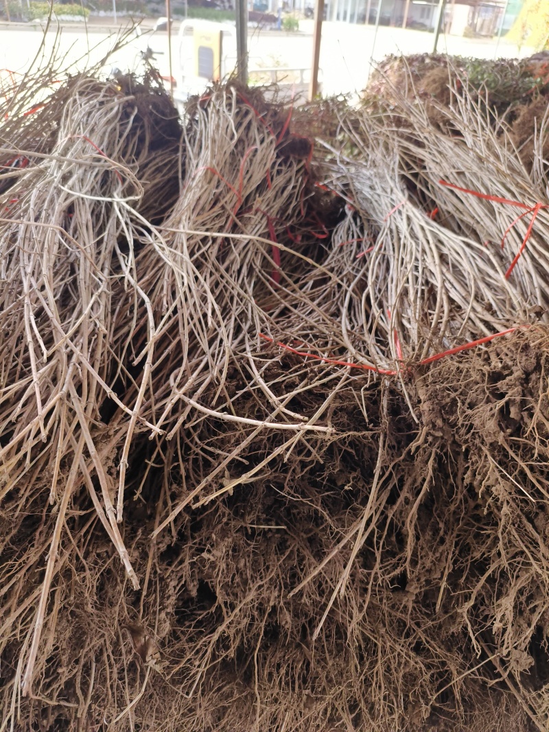红王子锦带沭阳本地苗地里现起可视频看货选货