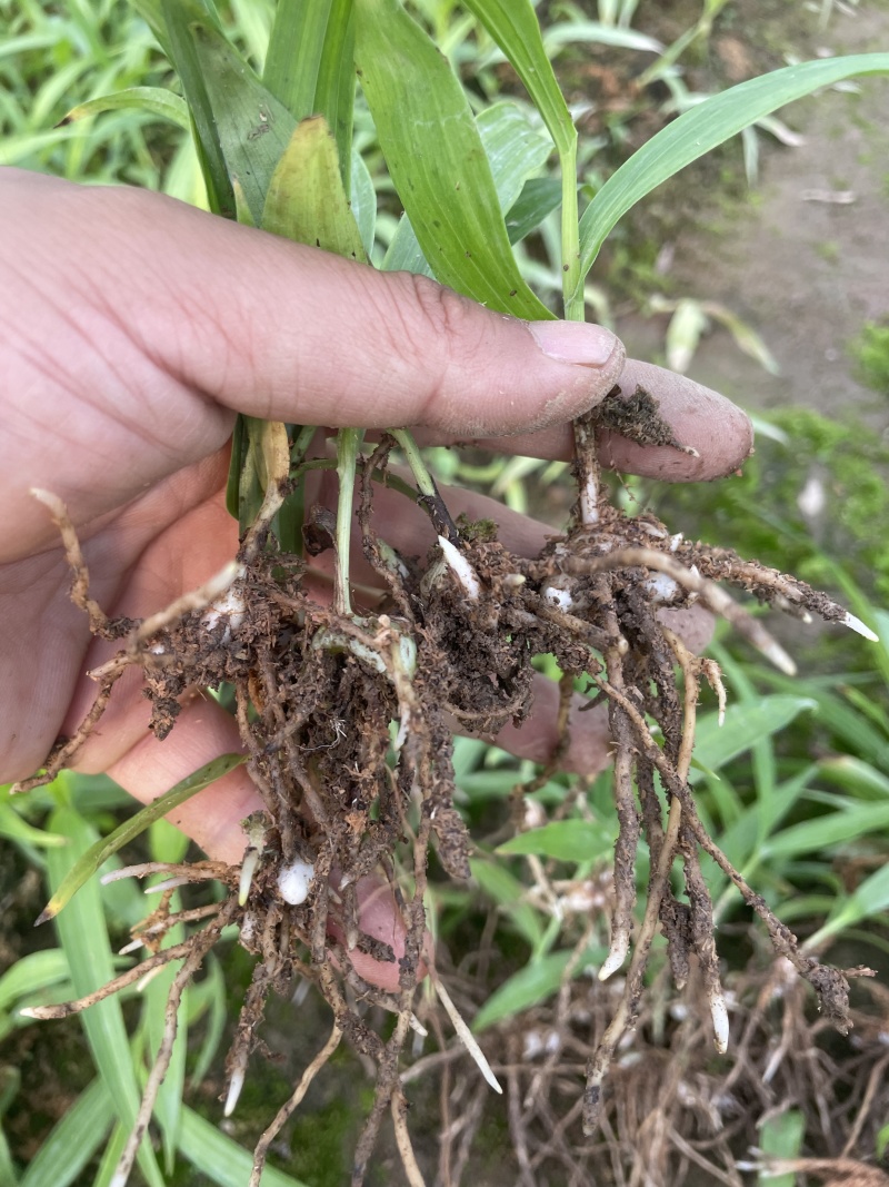白芨苗白芨种苗大白芨紫花白芨苗产地一手货源