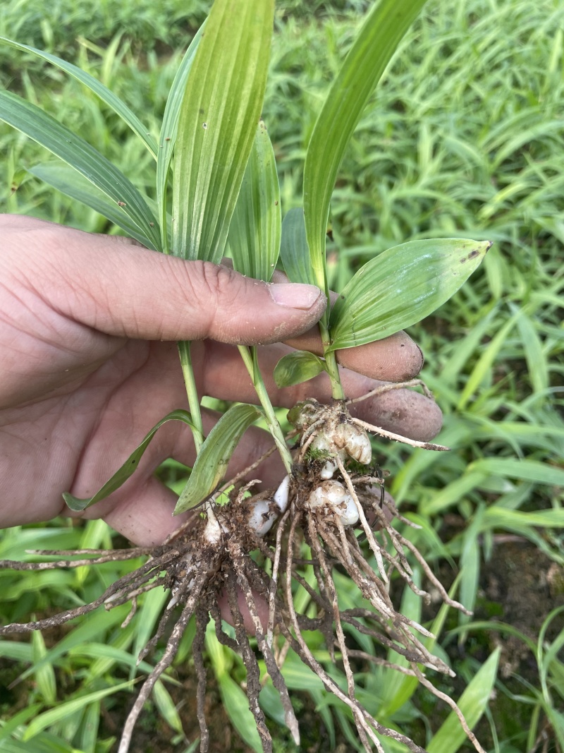 白芨苗白芨种苗大白芨紫花白芨苗产地一手货源