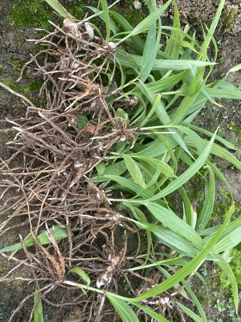 白芨苗白芨种苗大白芨紫花白芨苗产地一手货源