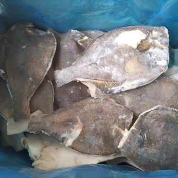 去头鲽鱼B级，比目鱼山东威海厂家直发新鲜发货量大从优