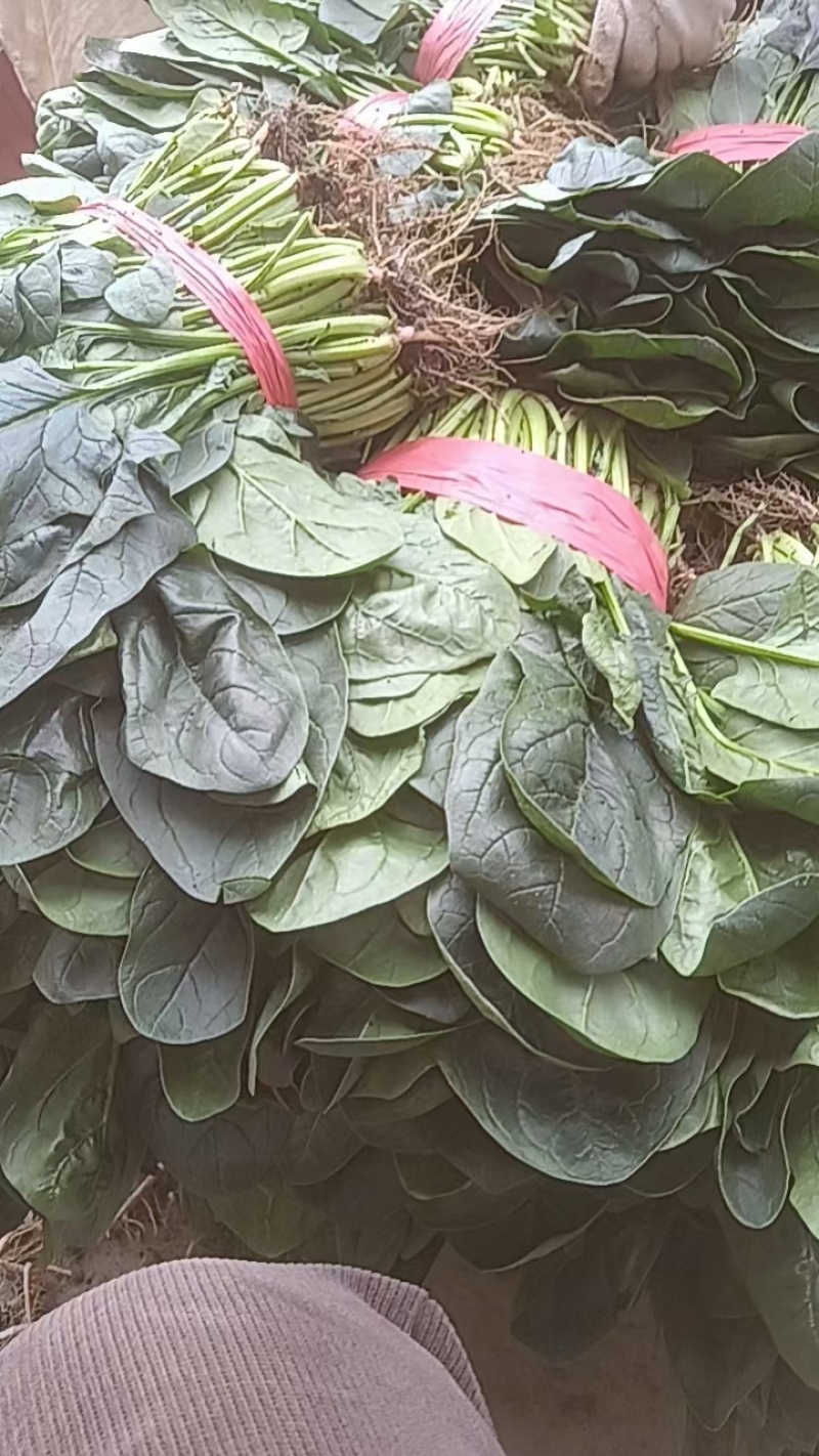 精品大棚菠菜精品大棚菠菜叶绿颜色好