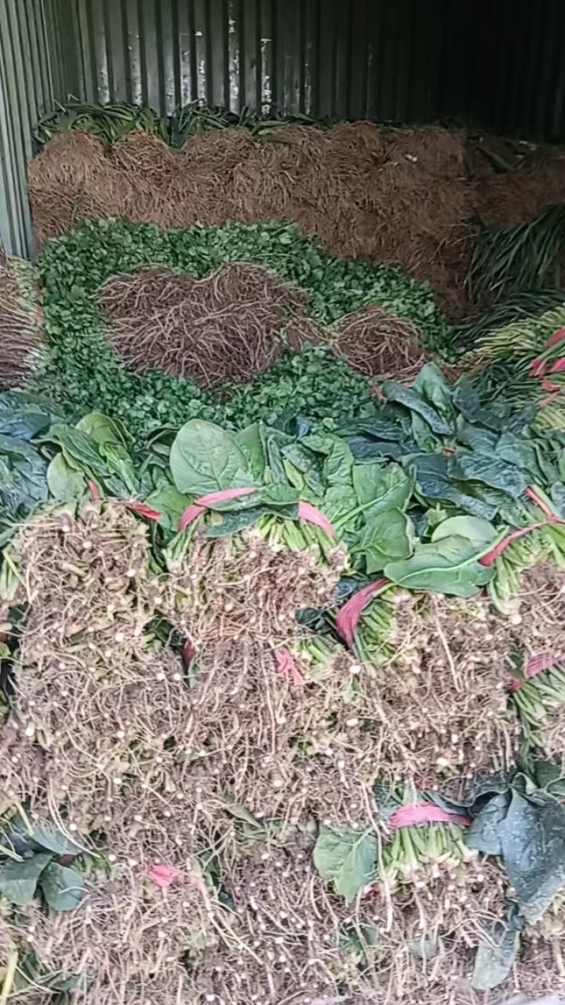 精品大棚菠菜精品大棚菠菜叶绿颜色好