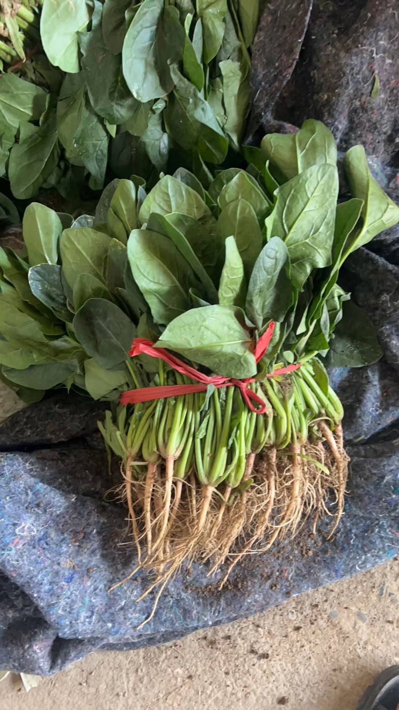 精品大棚菠菜精品大棚菠菜叶绿颜色好