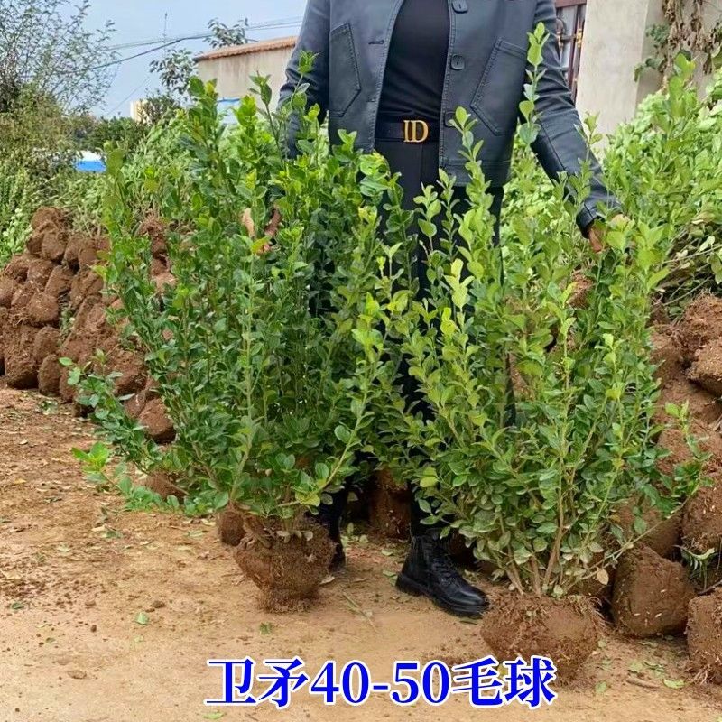 卫矛球冬青绿化树苗木庭院绿篱笆工程苗四季常青北海道黄杨耐