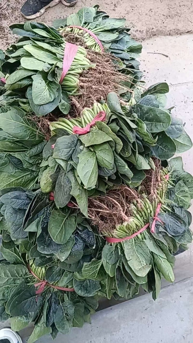 精品大棚菠菜精品大棚菠菜叶绿颜色好