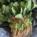 精品大棚菠菜精品大棚菠菜叶绿颜色好