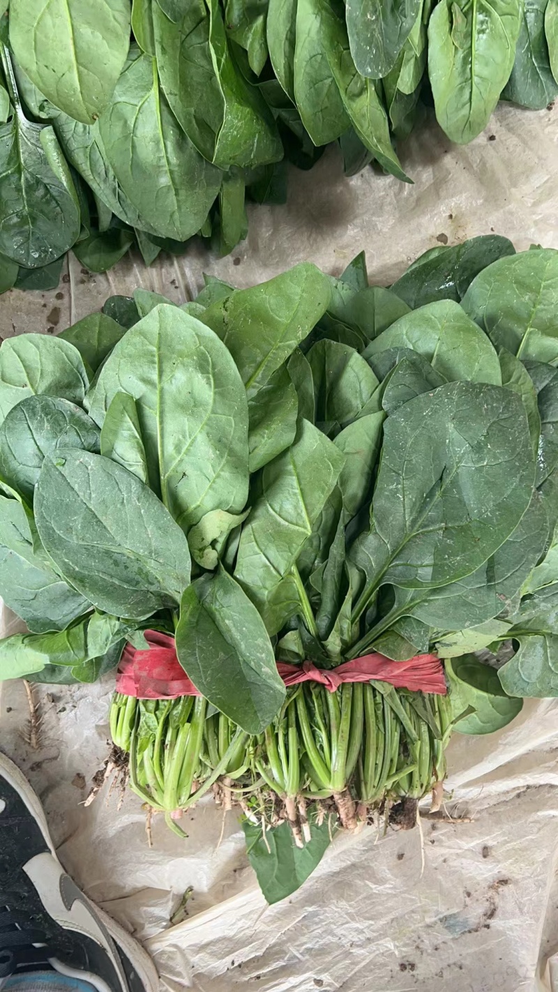 精品大棚菠菜精品大棚菠菜叶绿颜色好