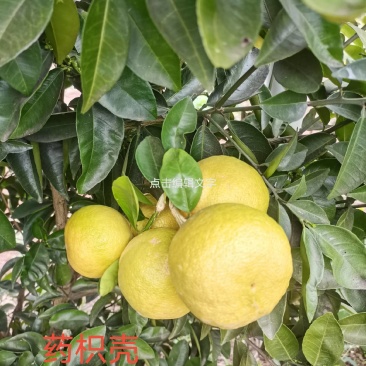 药枳壳