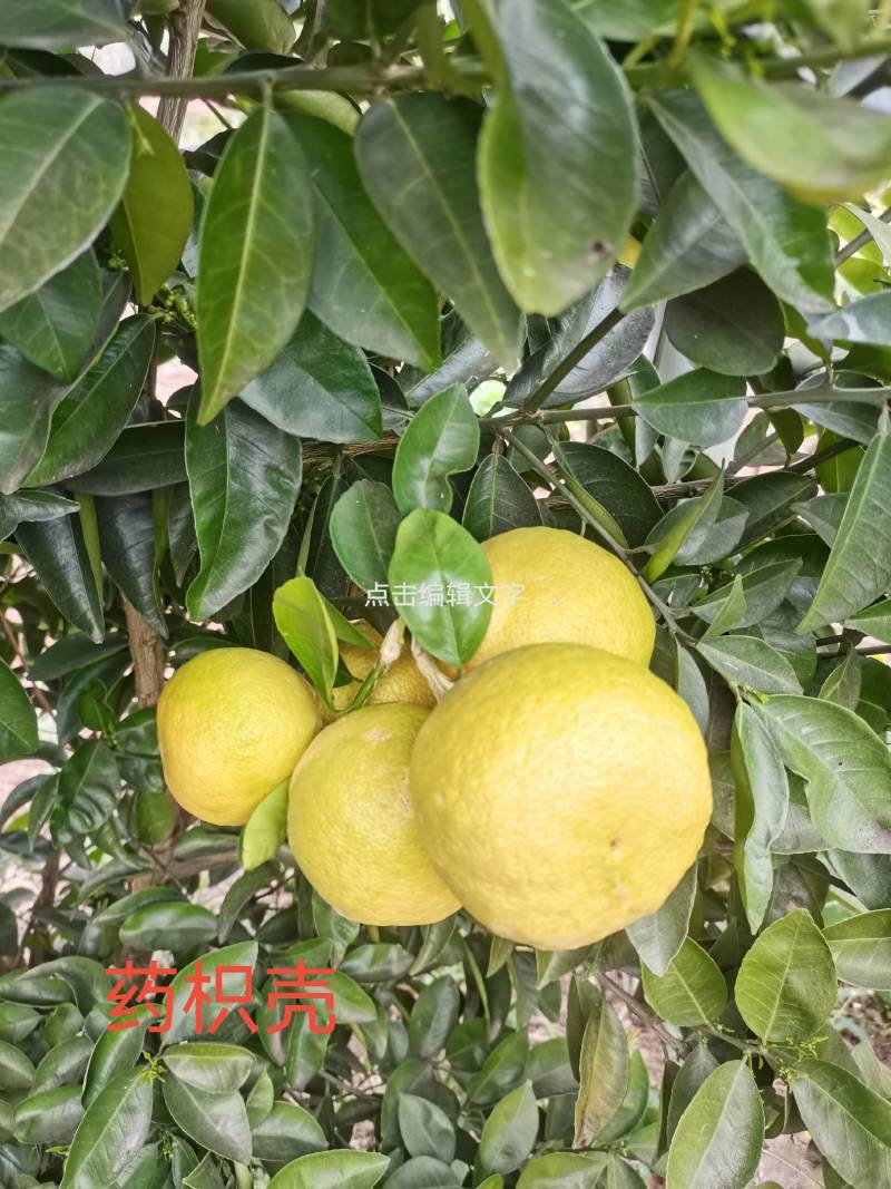 药枳壳