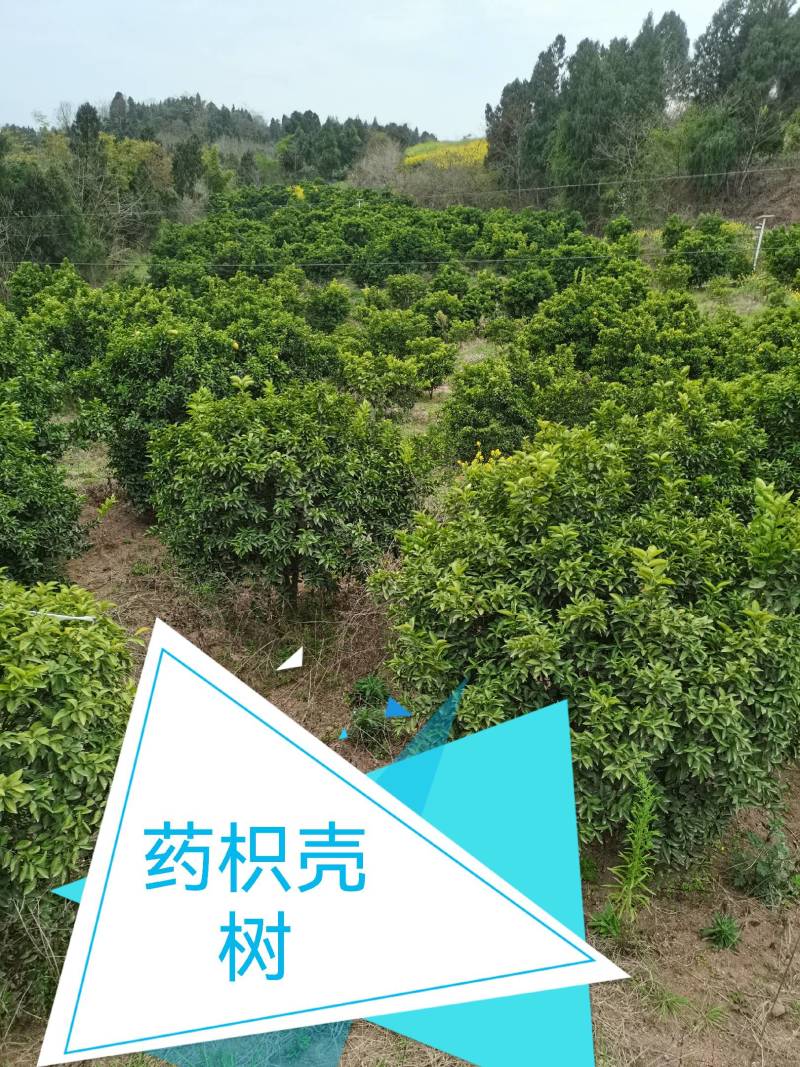 药枳壳