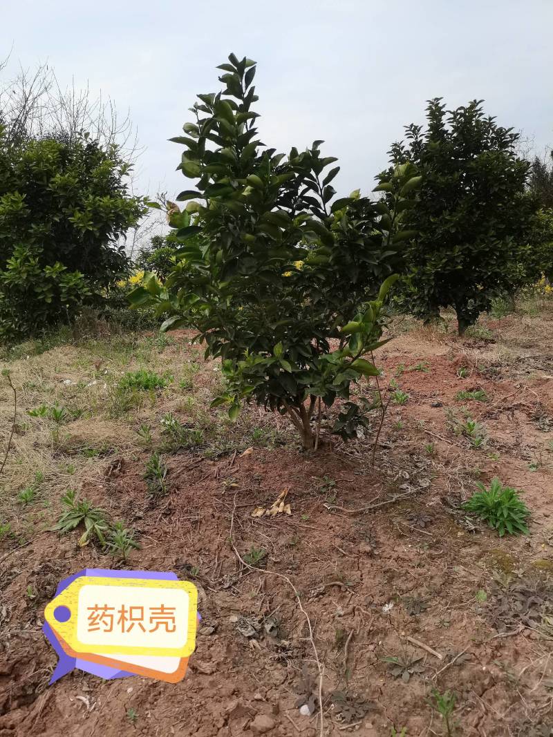 药枳壳