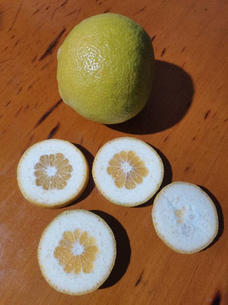 药枳壳