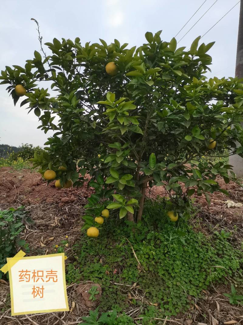 药枳壳