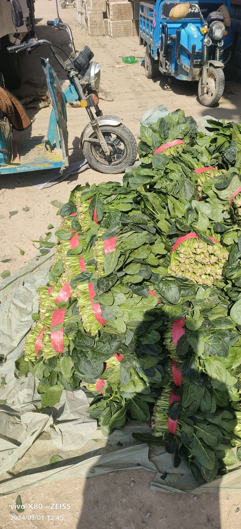大叶菠菜便宜啦，质量非常好，长期供应，欢迎致电