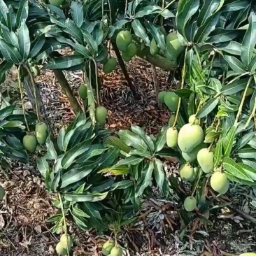 海南小台芒原产地发货量大从优品质货源欢迎电联