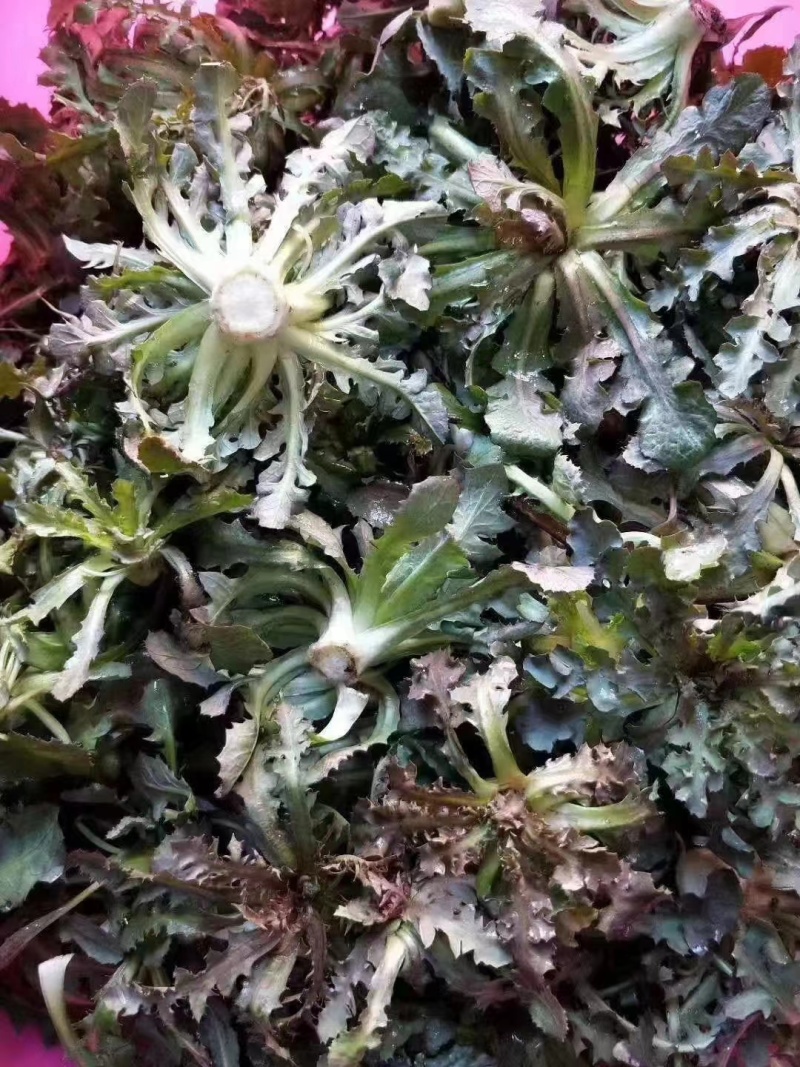 苦菜苦碟菜去根去干叶去黄叶发货，产地直发拒绝中间商
