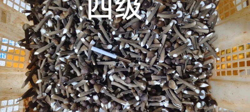 鸡枞菌