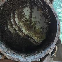 农家自产自销蜂蜜