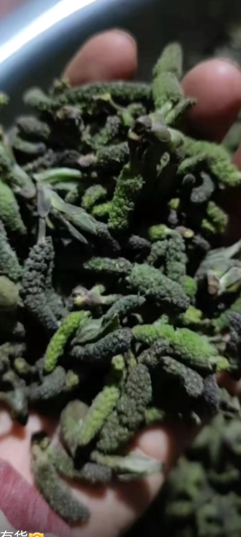 构棒构树穗一件代发，对接电商，批发市场，社区团购商超