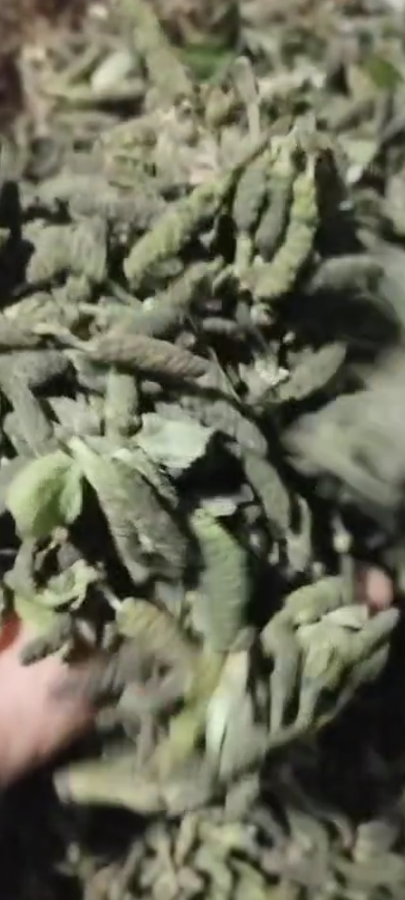 构棒构树穗一件代发，对接电商，批发市场，社区团购商超