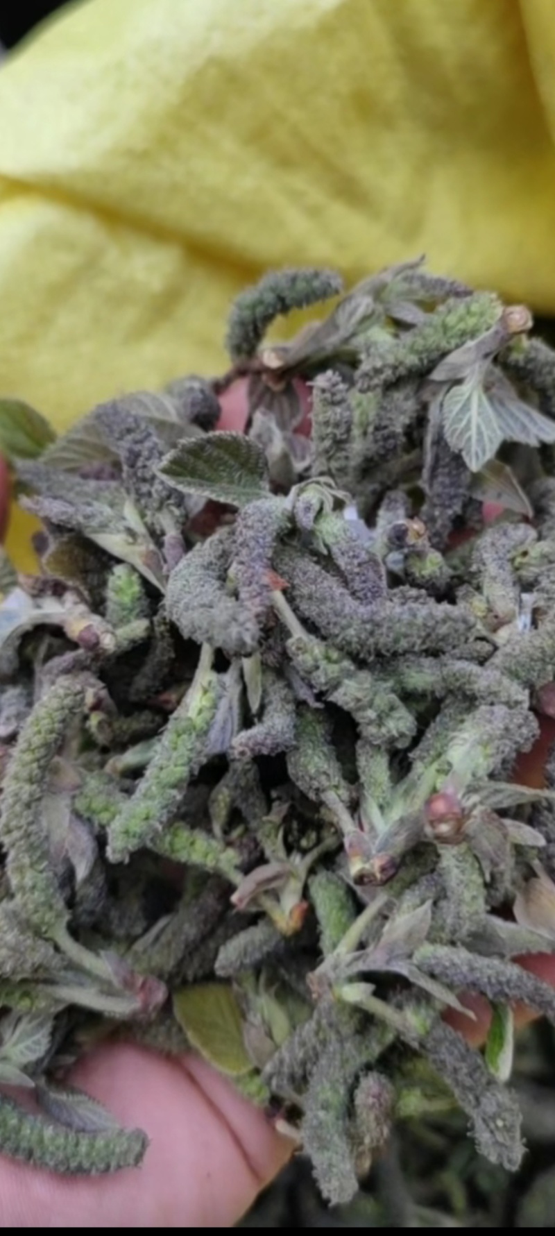 构棒构树穗一件代发，对接电商，批发市场，社区团购商超