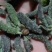 构棒构树穗一件代发，对接电商，批发市场，社区团购商超