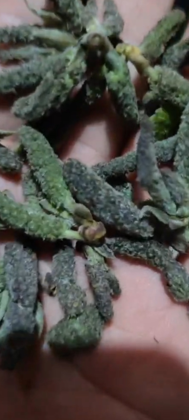 构棒构树穗一件代发，对接电商，批发市场，社区团购商超