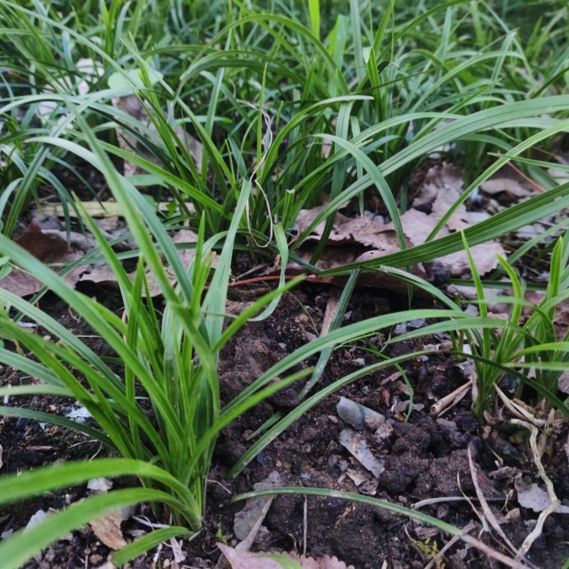 随州矮蕙兰带花苞批发零售脱盆熟草地栽下坡兰花苗大花蕙兰