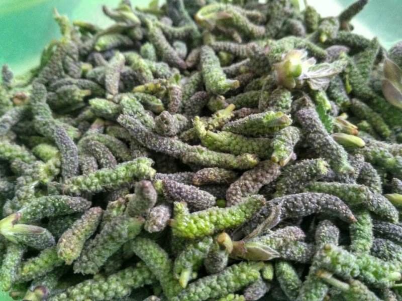 构棒构树穗一件代发，对接电商，批发市场，社区团购商超