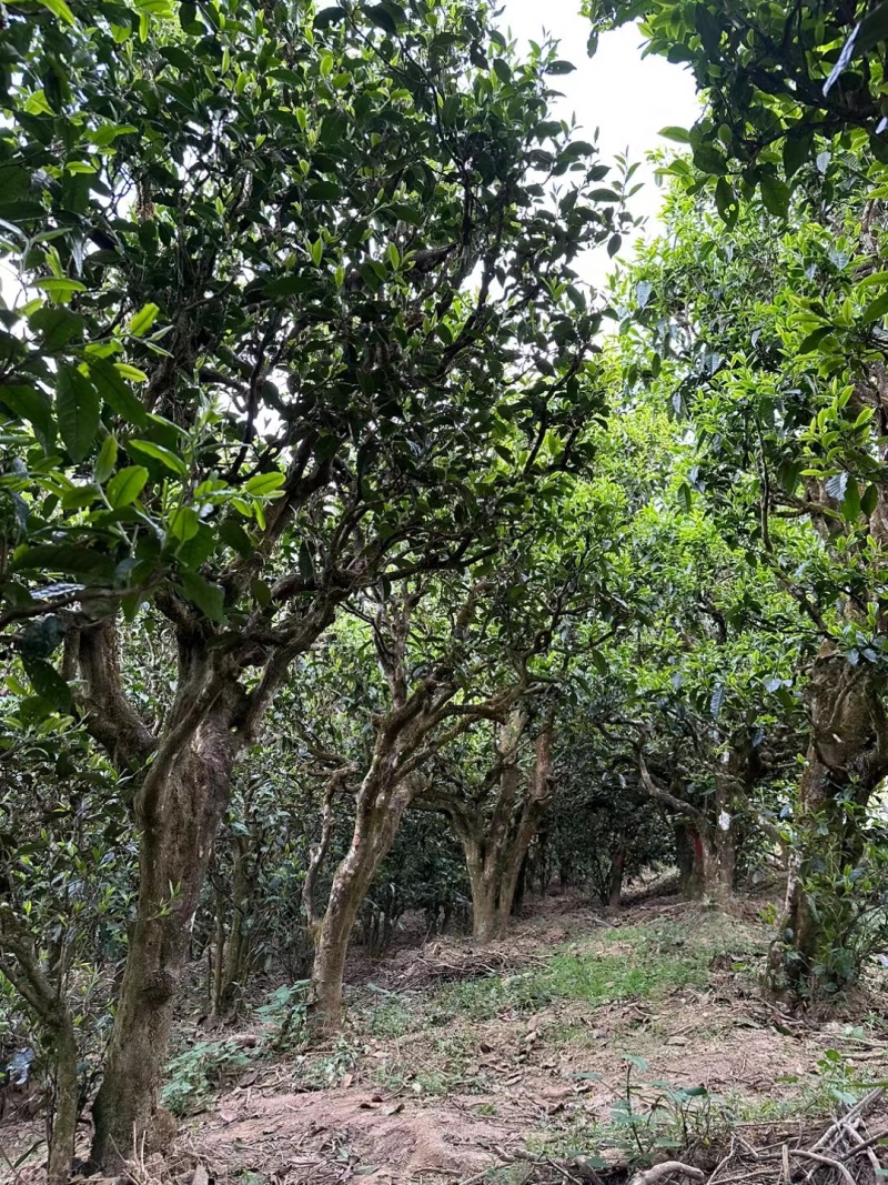 滇红茶绿茶普洱茶