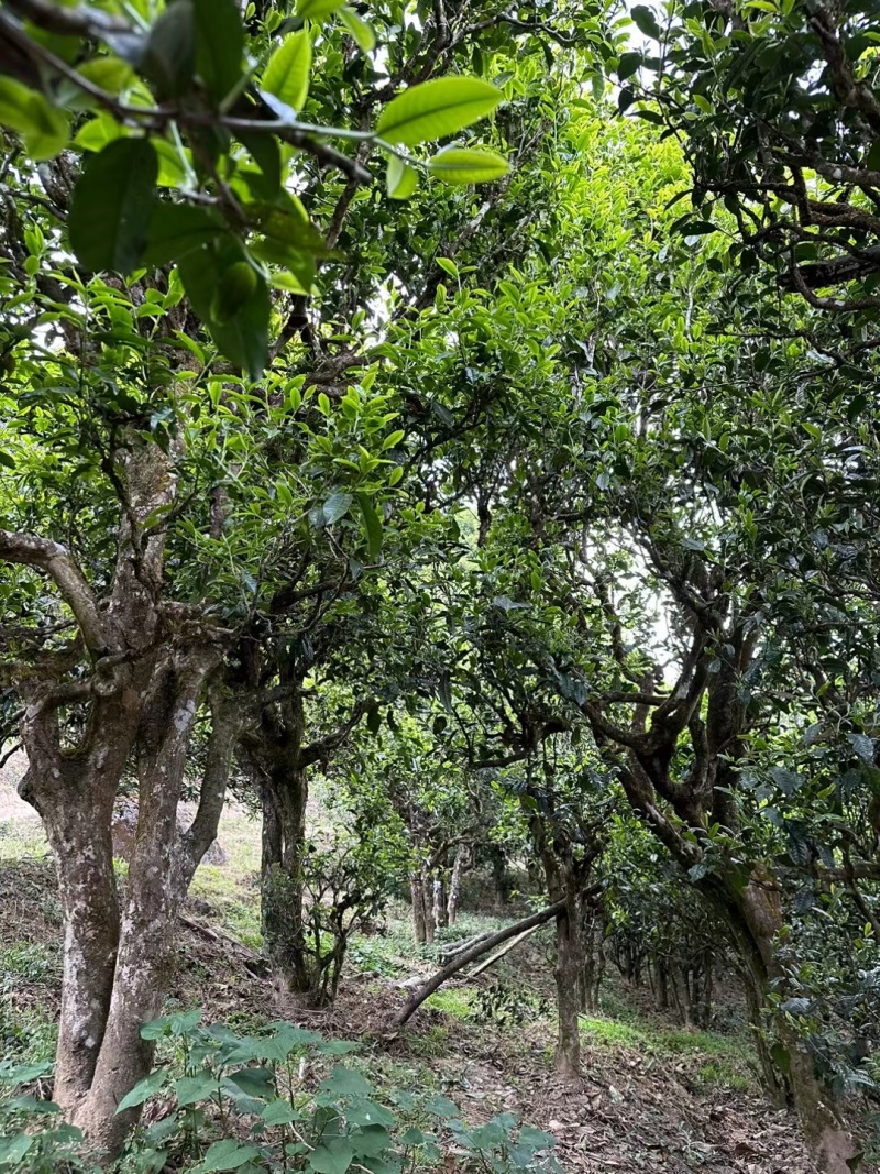 滇红茶绿茶普洱茶