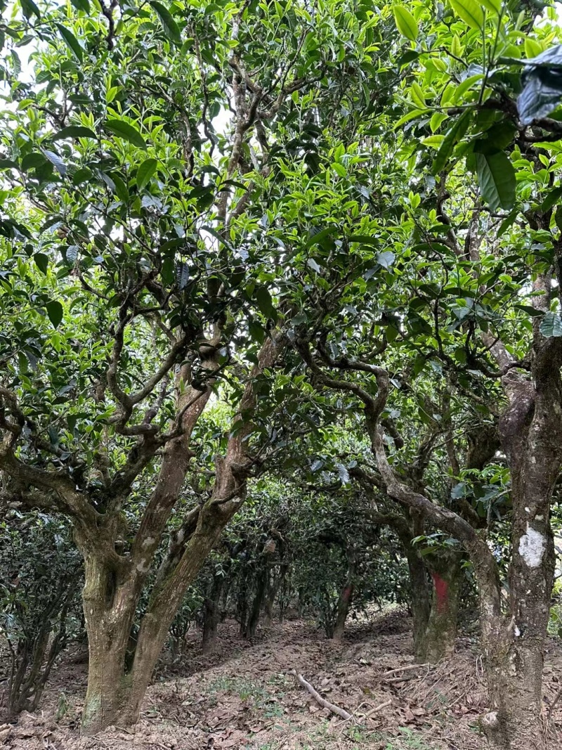 滇红茶绿茶普洱茶