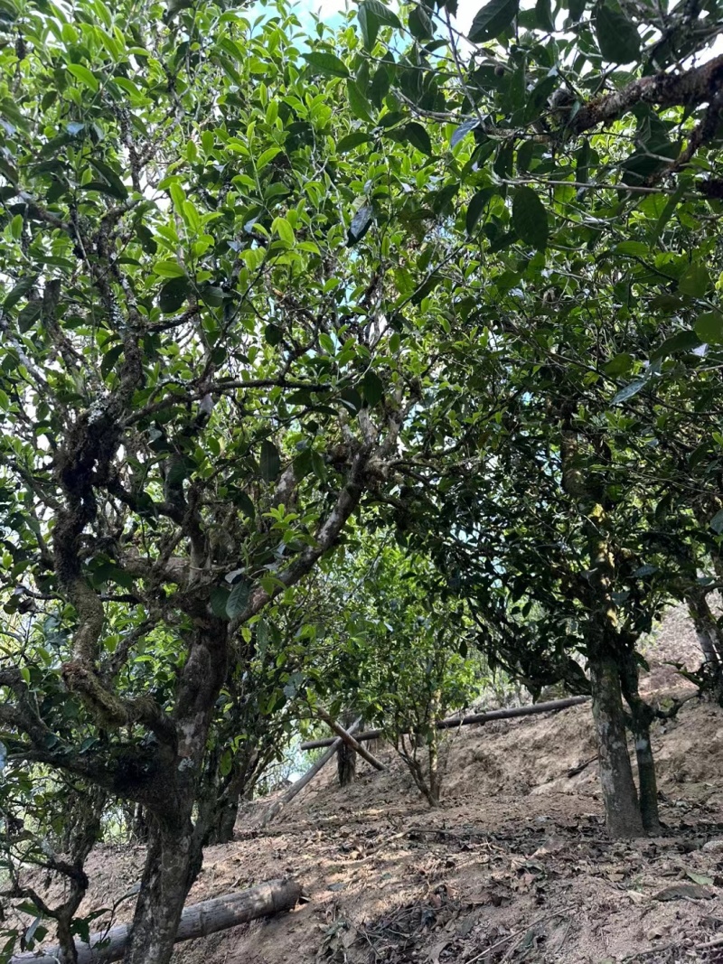 滇红茶绿茶普洱茶