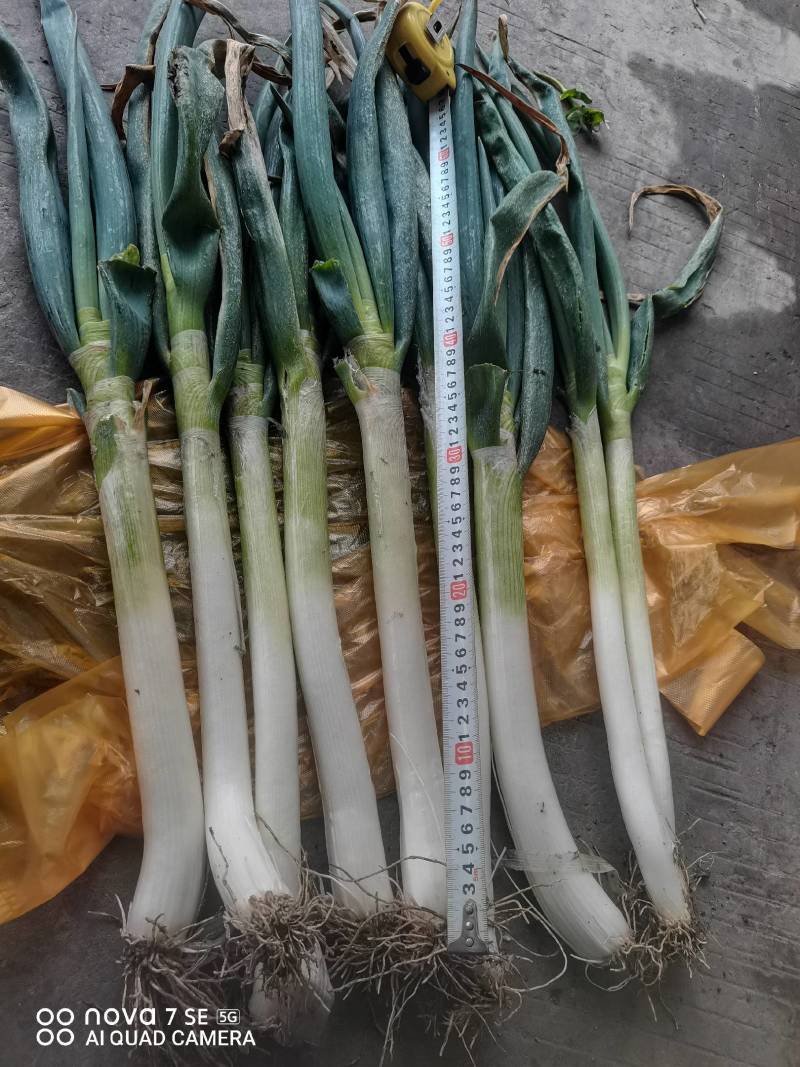 三十多亩钢葱待销售