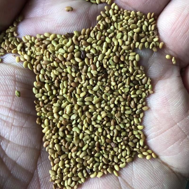 进口紫花苜蓿种子苜蓿草牧草种子南方北方多年生耐寒牛羊兔牧