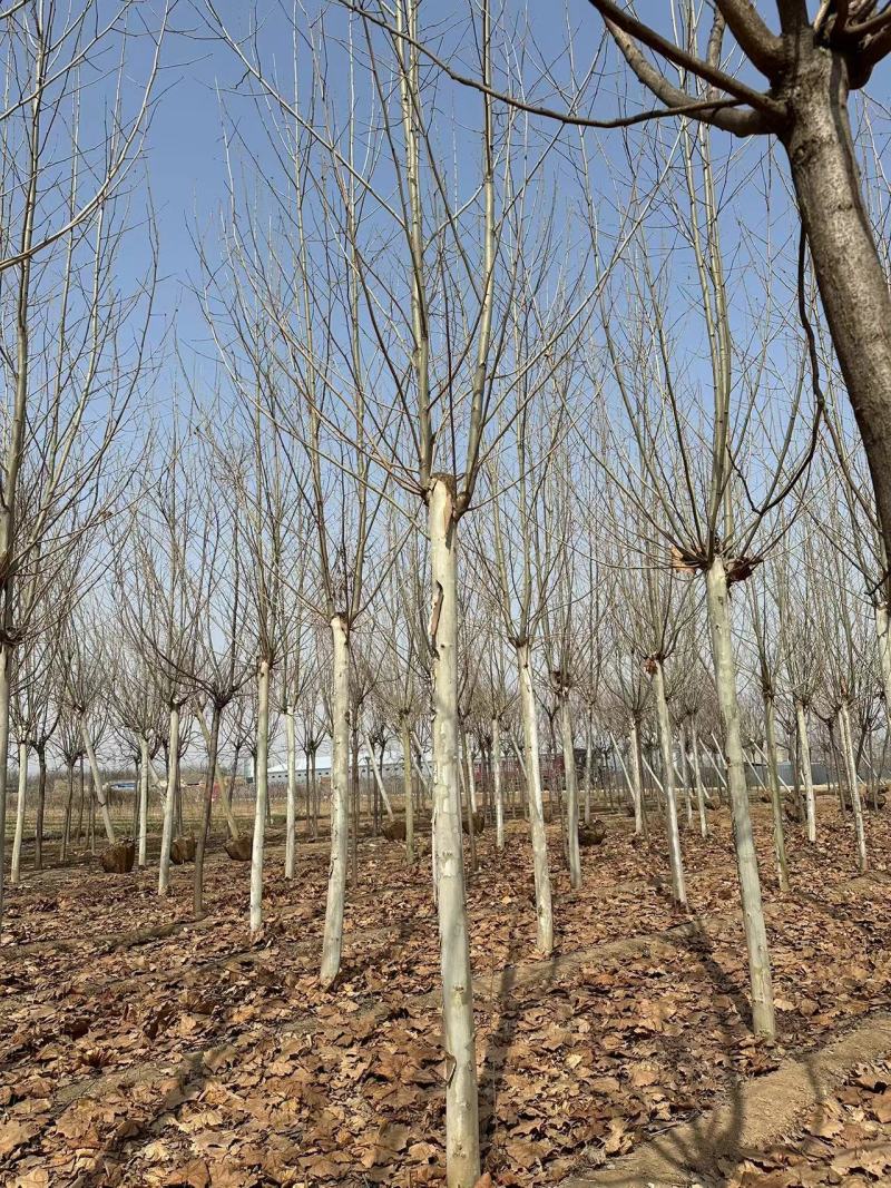 今年法桐产地价格8公分10公12公分基地法桐