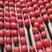 圣女果千禧西红柿贝贝釜山88电商货市场货超市大量供应