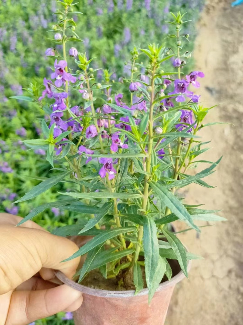 香彩雀，基地一手货源，常年销售各种绿化苗木