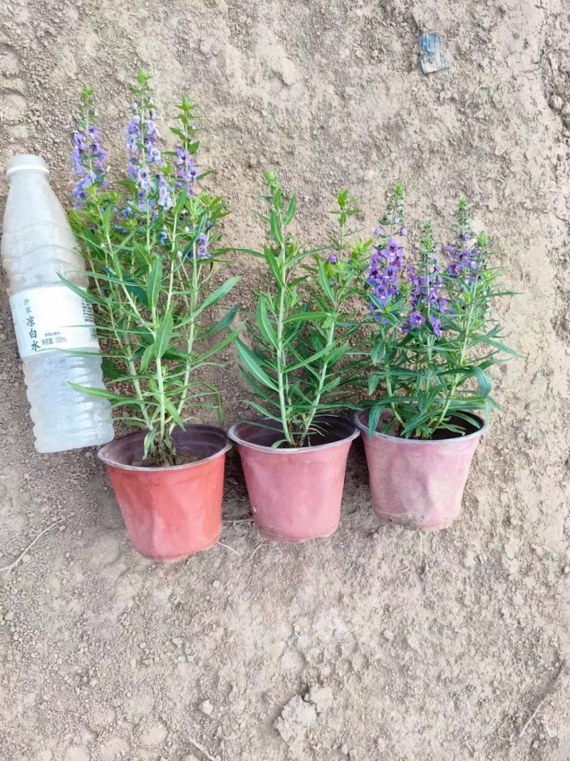 香彩雀，基地一手货源，常年销售各种绿化苗木