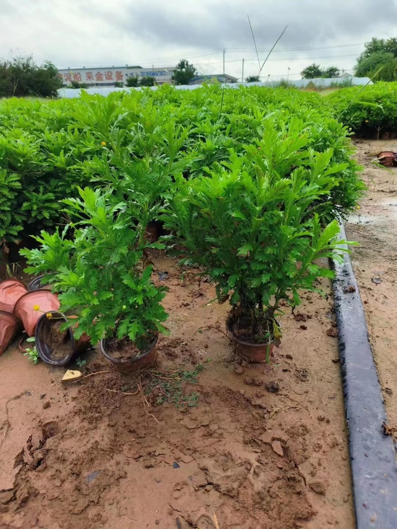 黄金菊木春菊基地直销常年销售各种绿化苗木
