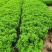 黄金菊木春菊基地直销常年销售各种绿化苗木